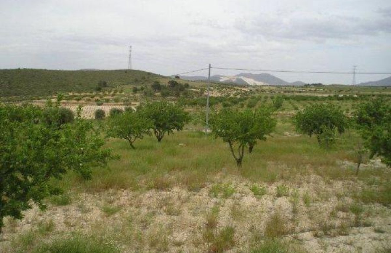 Revente - Terreno rural - Jumilla - CAÑADA DEL TRIGO