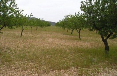 Resale - Terreno rural - Jumilla - CAÑADA DEL TRIGO