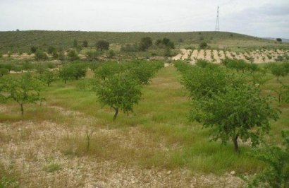 Resale - Terreno rural - Jumilla - CAÑADA DEL TRIGO