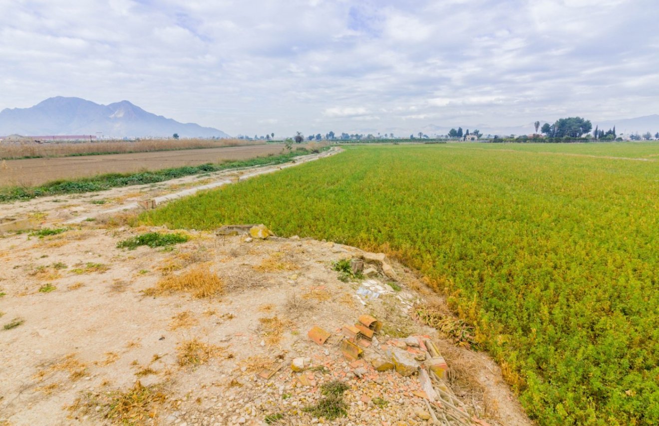 Reventa - Terreno rural - Callosa de Segura - CALLOSA