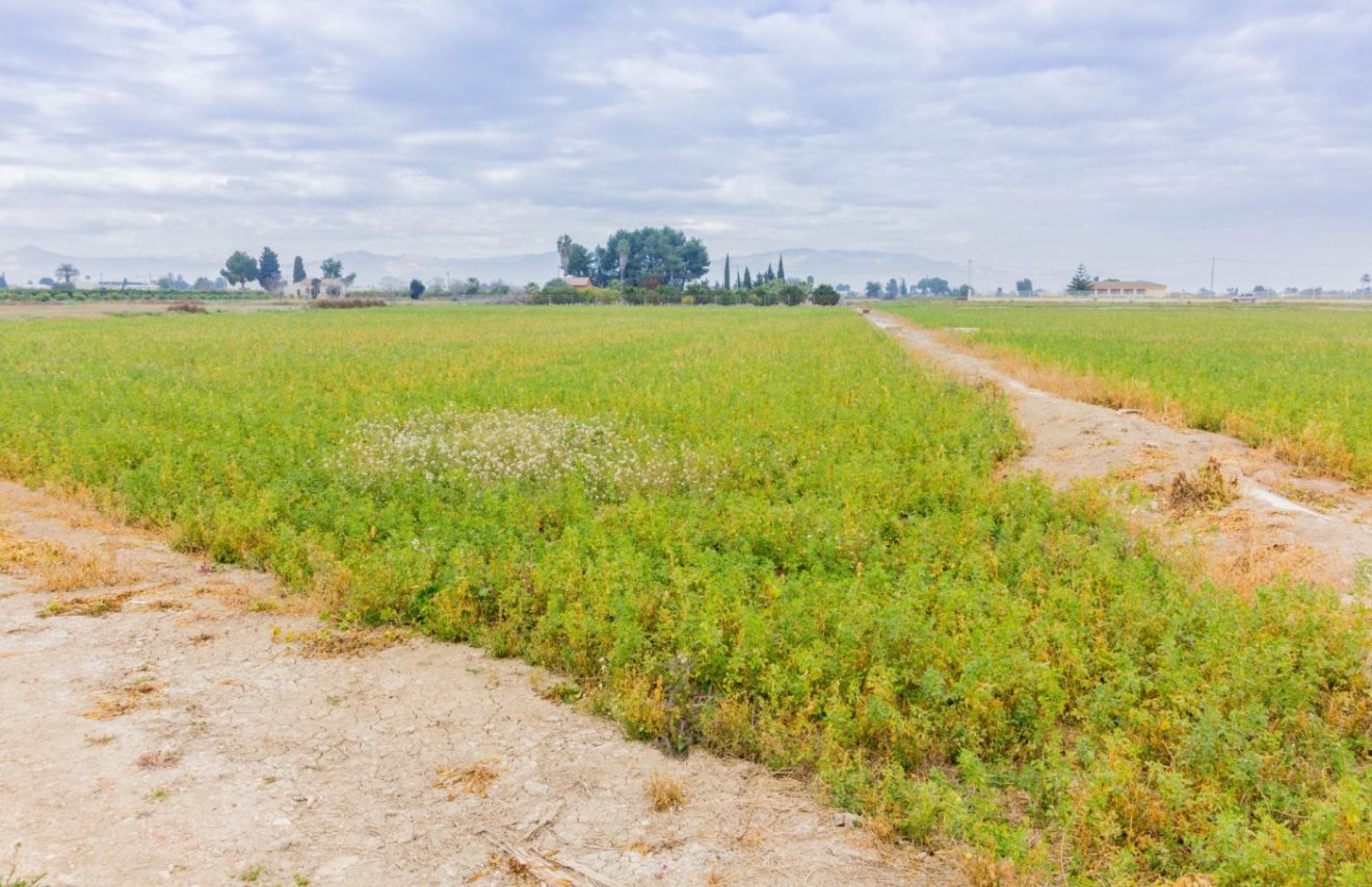 Reventa - Terreno rural - Callosa de Segura - CALLOSA