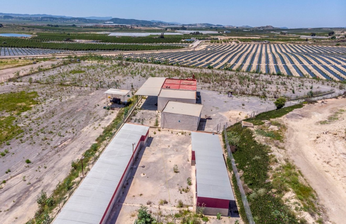 Revente - Finca rústica - Montesinos - LOS MONTESINOS